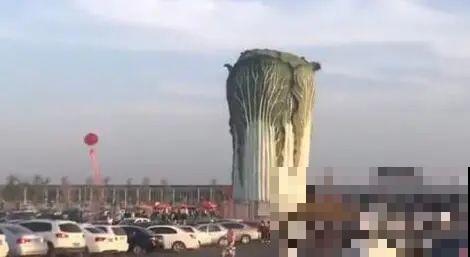 农村大姐，种出1.5米大冬瓜，我看谁还敢说矮！