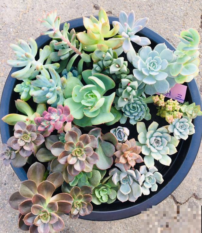 多肉叶插方法详解,一片叶子,就能让你变大户! 多肉叶插方法详解,一片叶子,就能让你变大户!