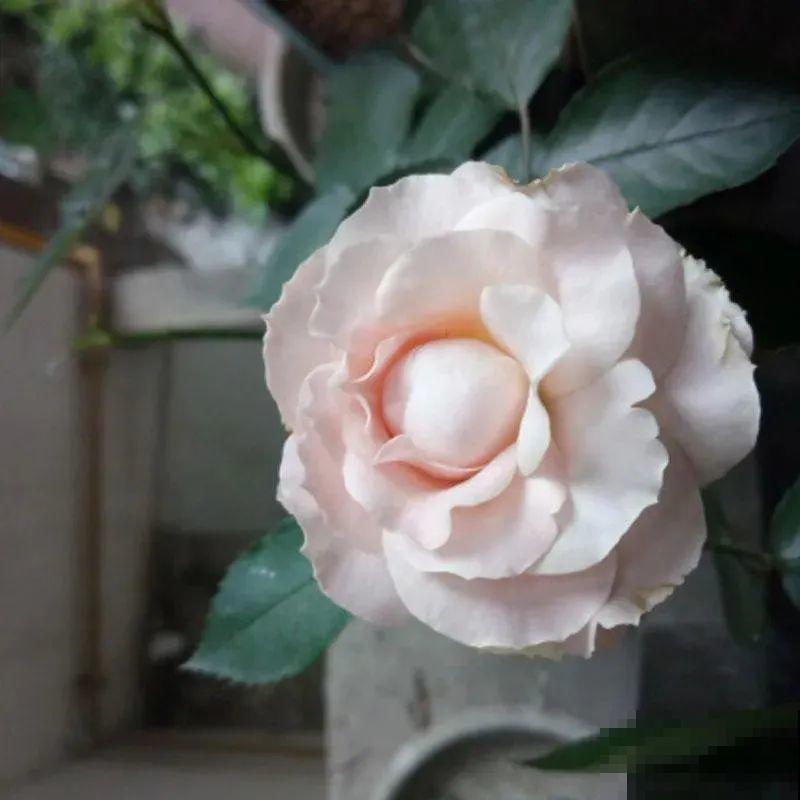 养月季会上瘾,尤其是这9种,秋天长出大花苞 养月季会上瘾,尤其是这9种,秋天长出大花苞