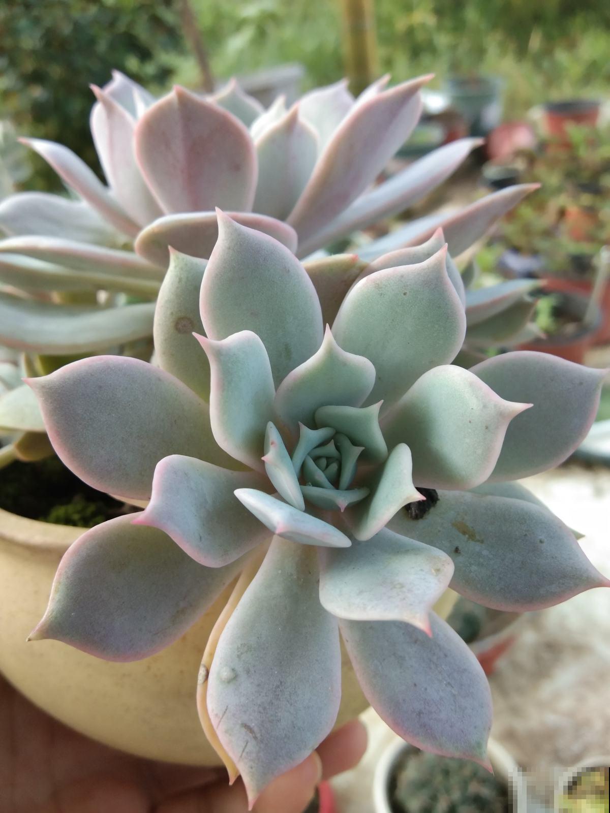 多肉这么养,才能养的白白胖胖,10年不烂根 多肉这么养,才能养的白白胖胖,10年不烂根