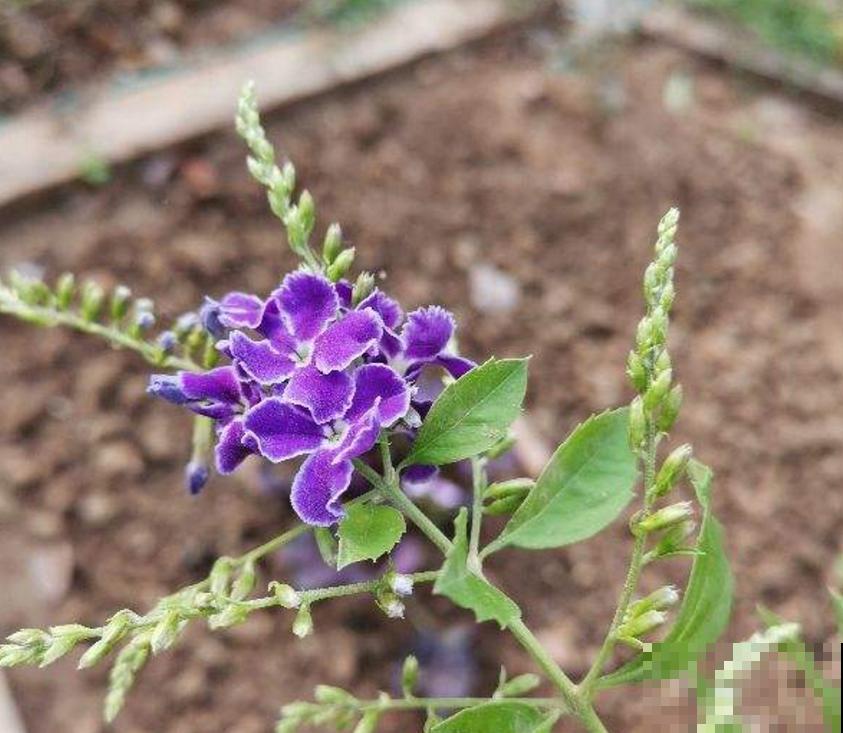 “紫美人”蕾丝金露花，紫得发亮，养成花帘美爆了！