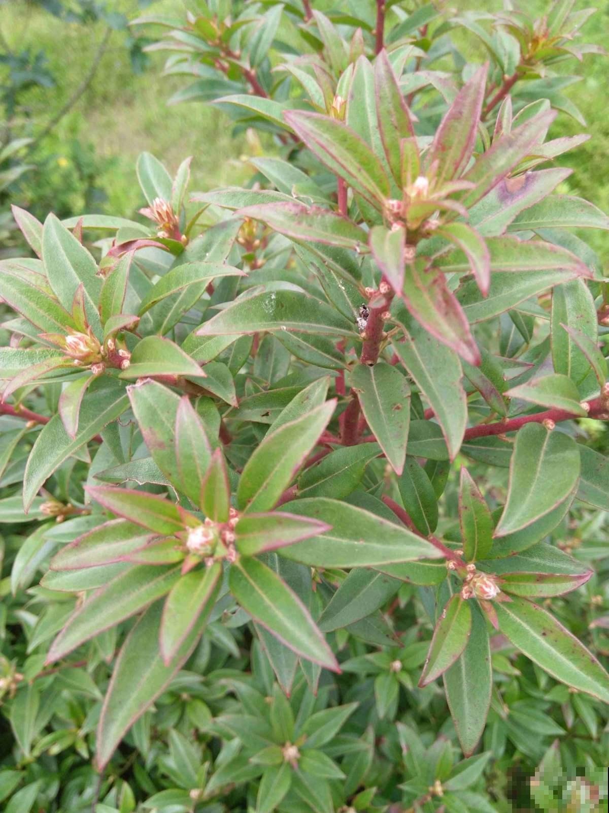 夹竹桃有剧毒？凤仙花委屈：这个锅我不背！