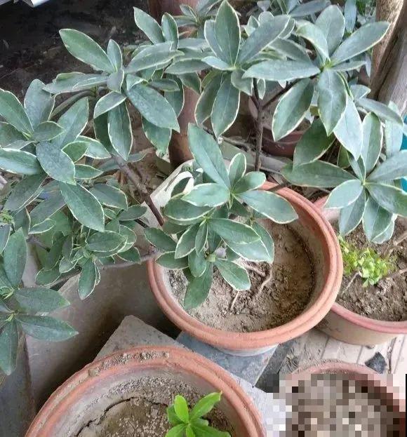 秋老虎来了，9种花进入“死期”，切莫大意！