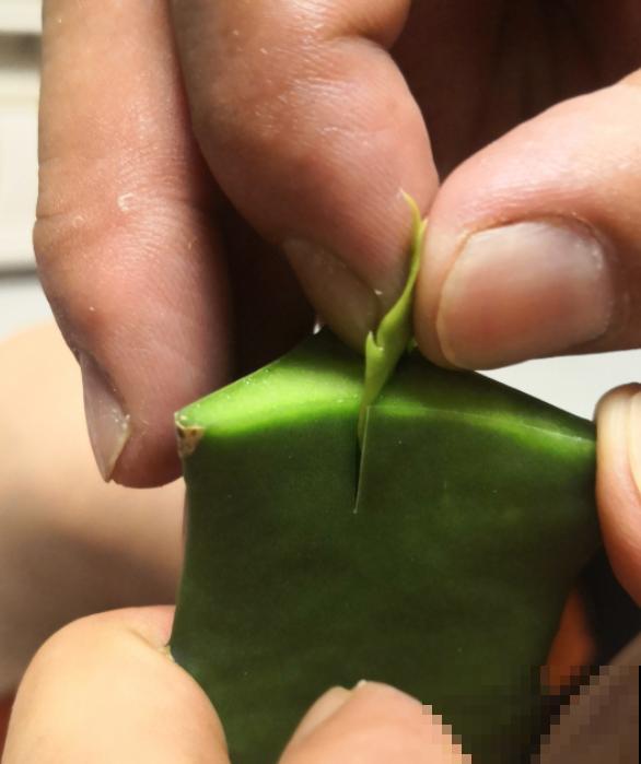 蟹爪兰就得现在嫁接,高温高湿,三两天就活了! 蟹爪兰就得现在嫁接,高温高湿,三两天就活了!