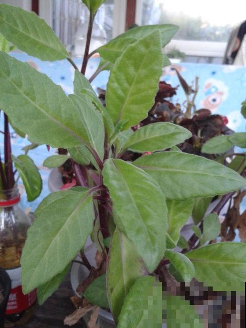 秋蚊子最厉害，家里养盆驱蚊草，蚊虫跑光光