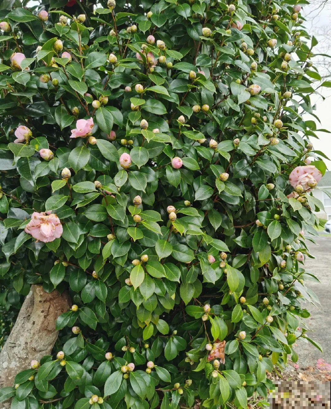 这种花苞要摘掉，不然全都开不了，花还会死！