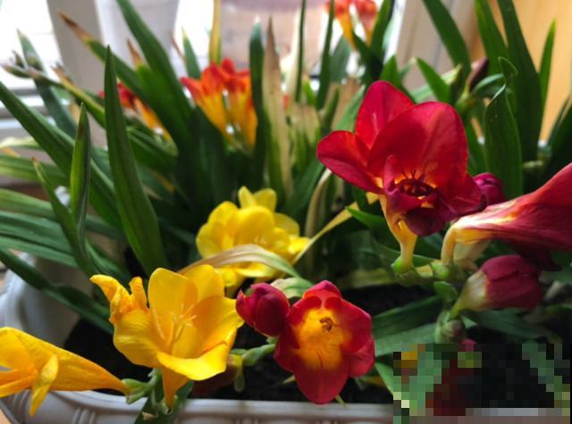 初入花坑,就选这些懒人花,种一次开好几个月! 初入花坑,就选这些懒人花,种一次开好几个月!