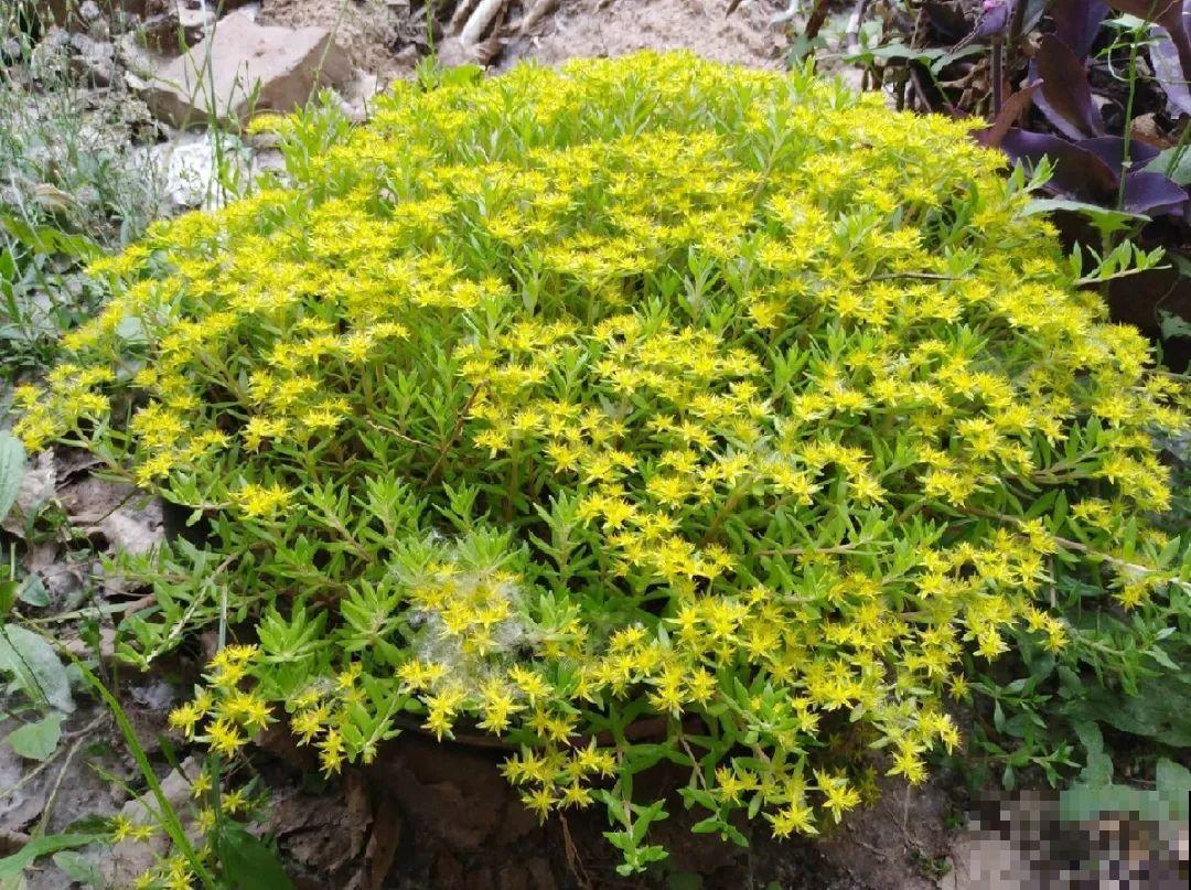 别花钱买了,这花野生一大堆,挖还是不挖? 别花钱买了,这花野生一大堆,挖还是不挖?