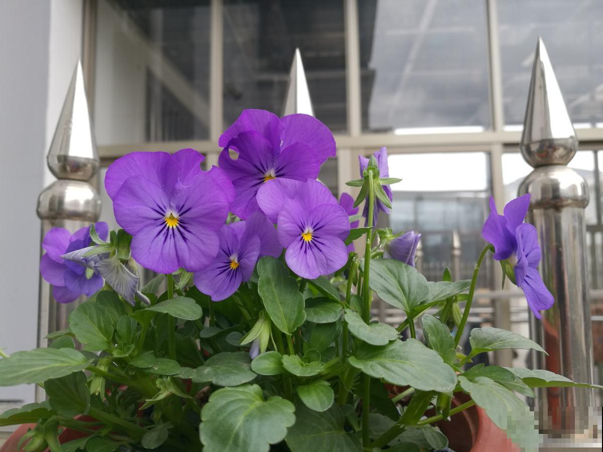 三色堇能开3种颜色,开花就像小蝴蝶,能开一秋天 三色堇能开3种颜色,开花就像小蝴蝶,能开一秋天