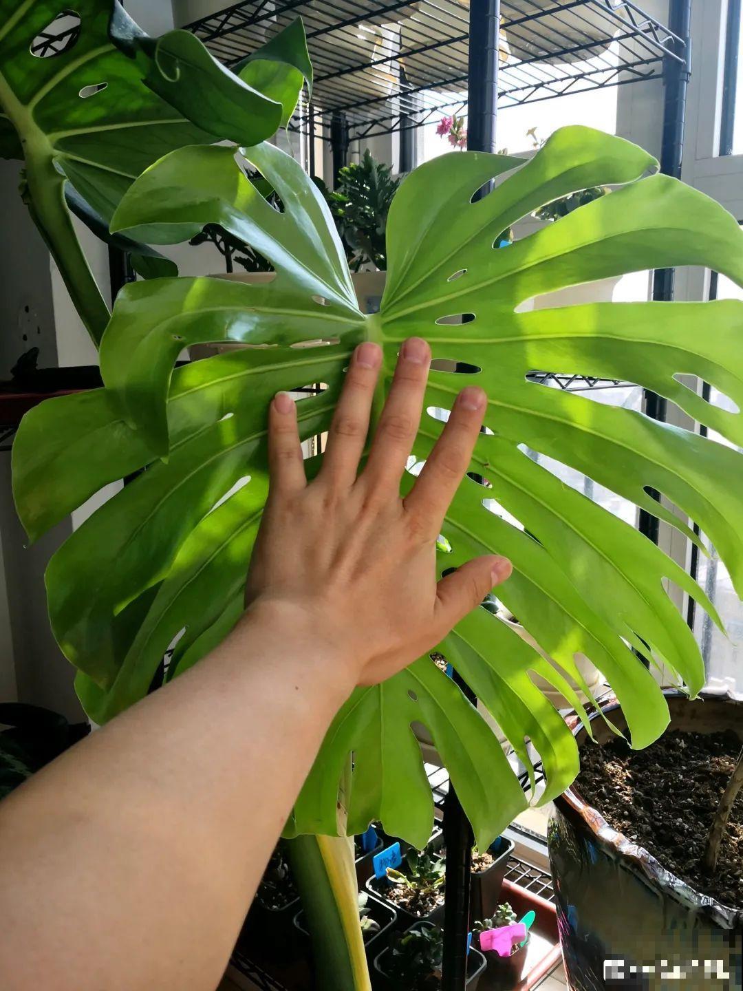 比人还大的植物叶,感受一下来自大自然的神奇! 比人还大的植物叶,感受一下来自大自然的神奇!