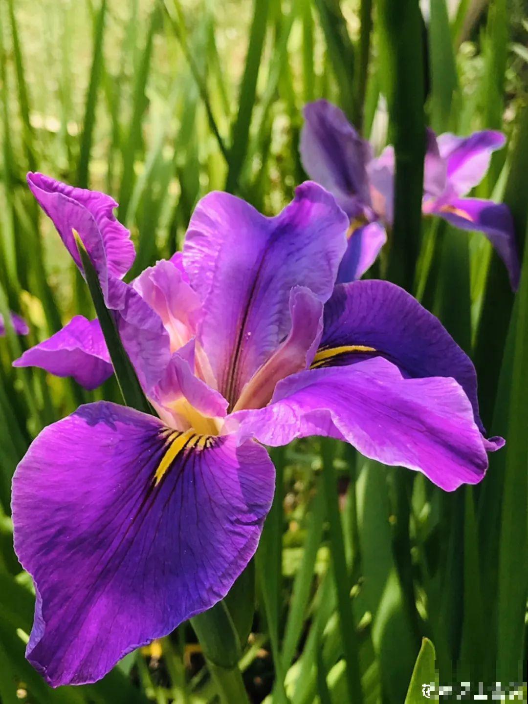 10种耐阴花，放在角落里，开花长成大树！