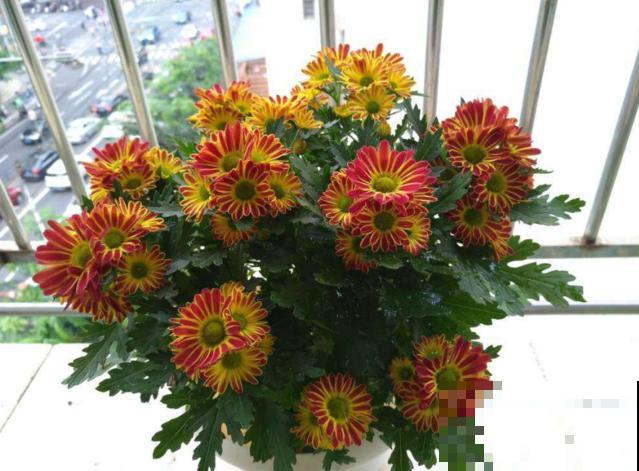 荷兰菊特好养，扔下种子就能长，轻松爆盆！