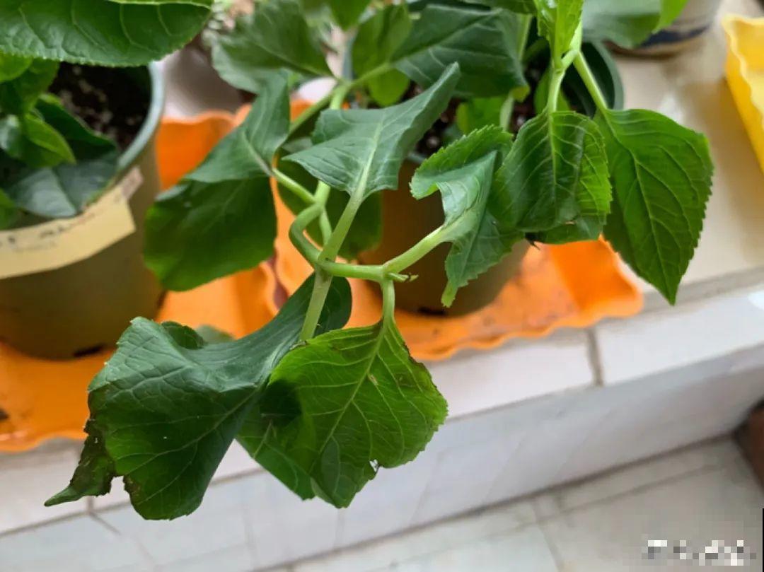 6种花,现在长的快,多浇水、勤施肥! 6种花,现在长的快,多浇水、勤施肥!