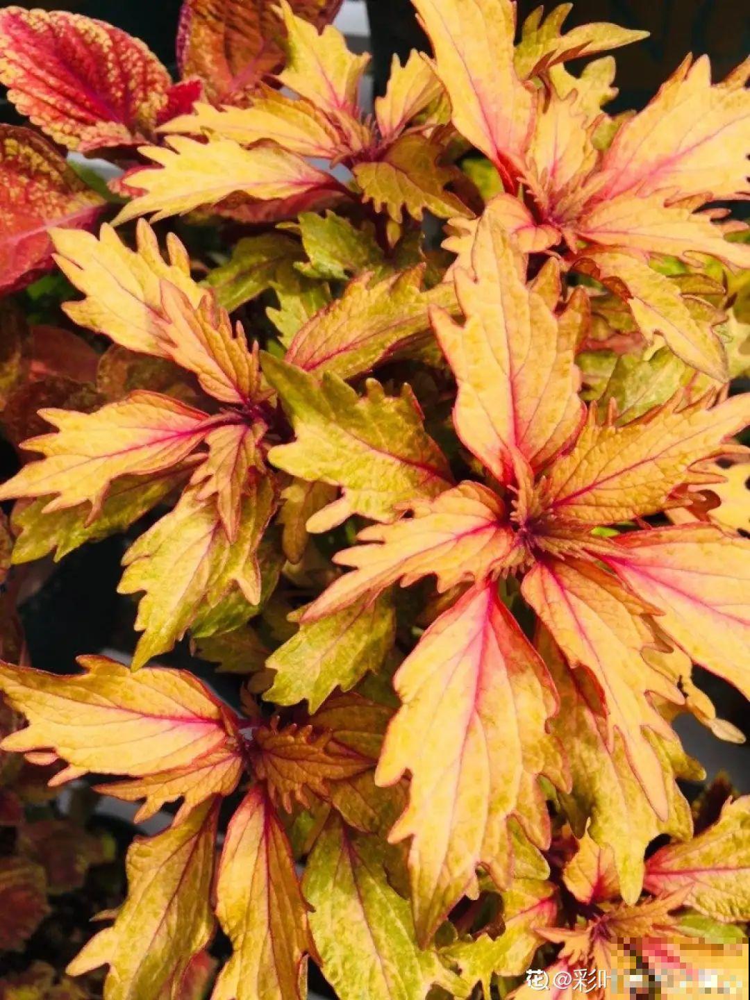 新买一盆花,叶子五颜六色,真怀疑它是不是喷药了? 新买一盆花,叶子五颜六色,真怀疑它是不是喷药了?