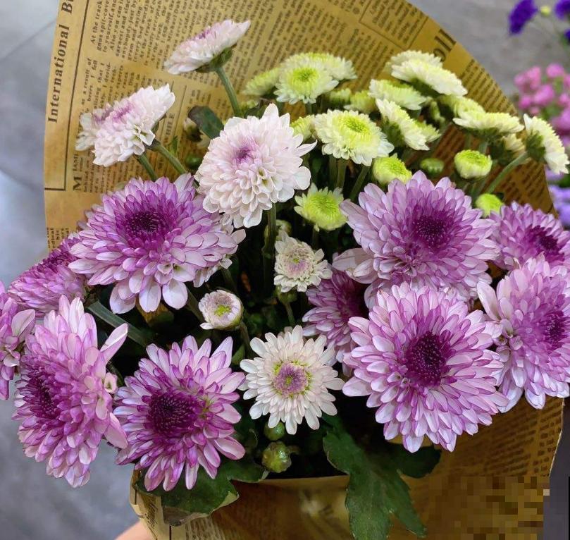 教你6招，买来的菊花能养好几年，超级简单好用！