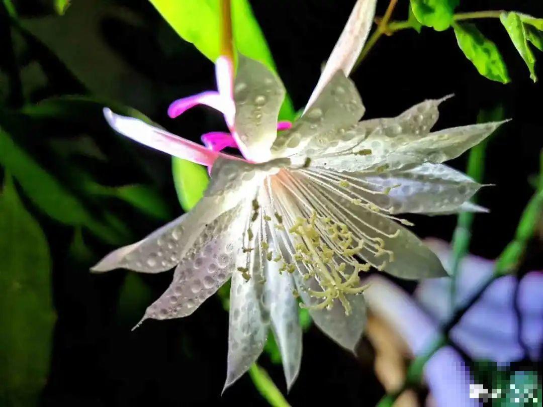 9月生日花，又美又香，寓意极好！