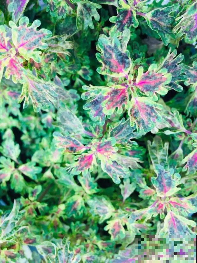 新买一盆花,叶子五颜六色,真怀疑它是不是喷药了? 新买一盆花,叶子五颜六色,真怀疑它是不是喷药了?