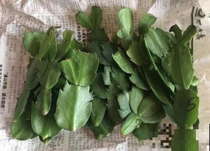 蟹爪兰就得现在嫁接,高温高湿,三两天就活了! 蟹爪兰就得现在嫁接,高温高湿,三两天就活了!