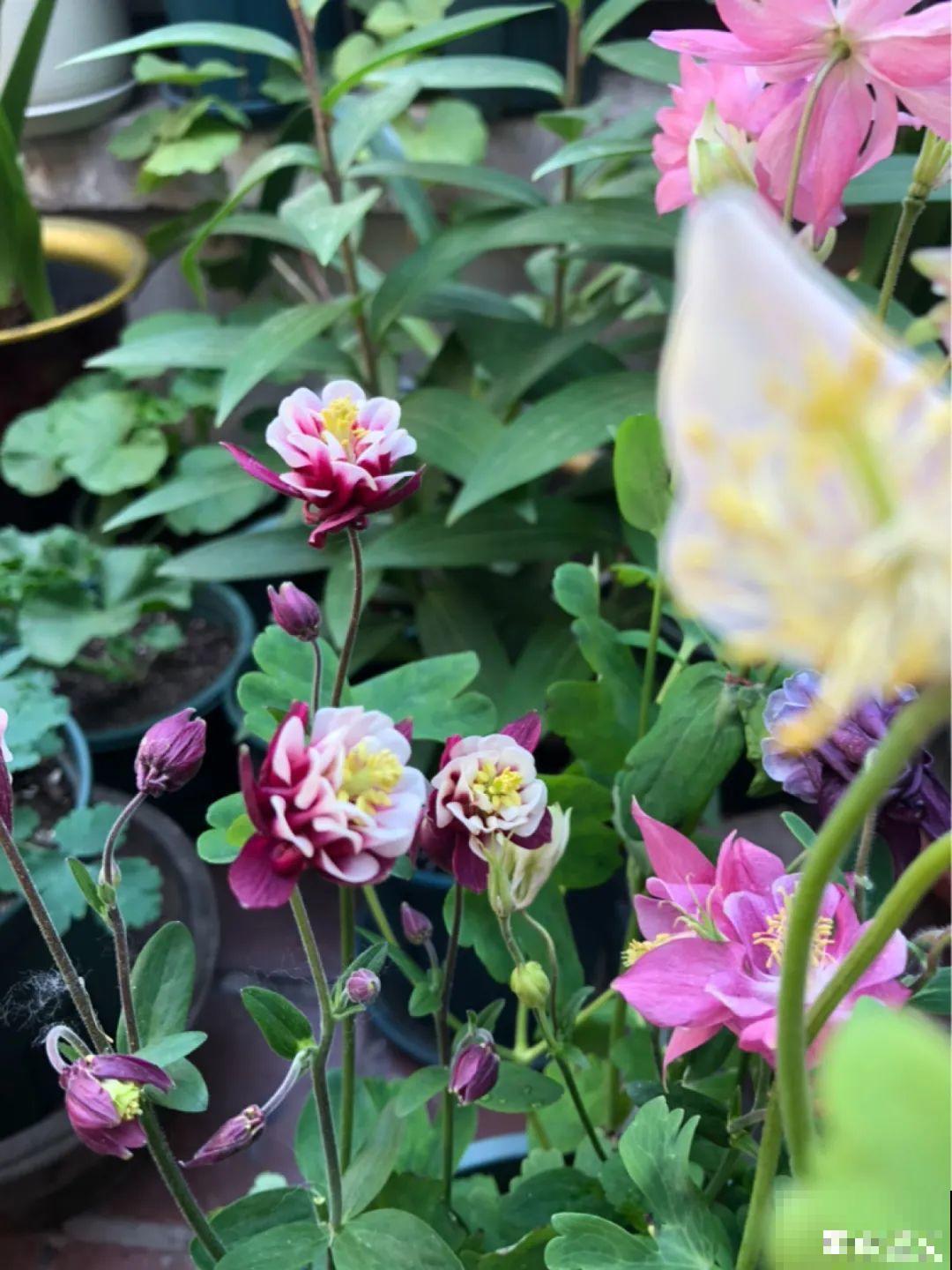 这花名字太难听，我实在叫不出口，到底谁起的！