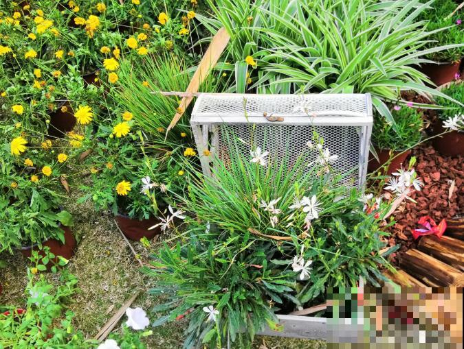 还敢说你的花园有创意?看看这些脑洞设计,一般人做不来! 还敢说你的花园有创意?看看这些脑洞设计,一般人做不来!