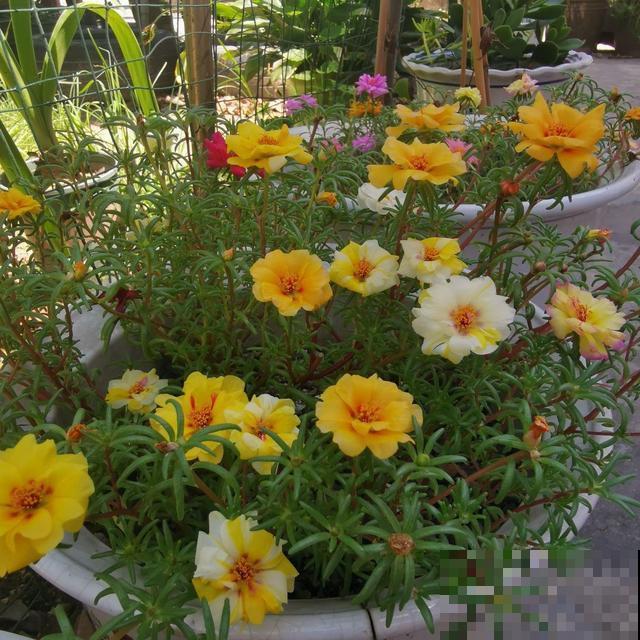 急性子人,就养这4种花,一周长好,棵棵爆盆 急性子人,就养这4种花,一周长好,棵棵爆盆