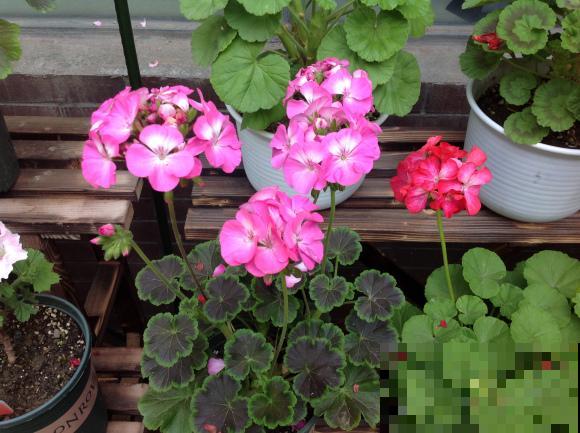 9月是最佳播种期,天竺葵从播种到开花,详细经验来啦! 9月是最佳播种期,天竺葵从播种到开花,详细经验来啦!