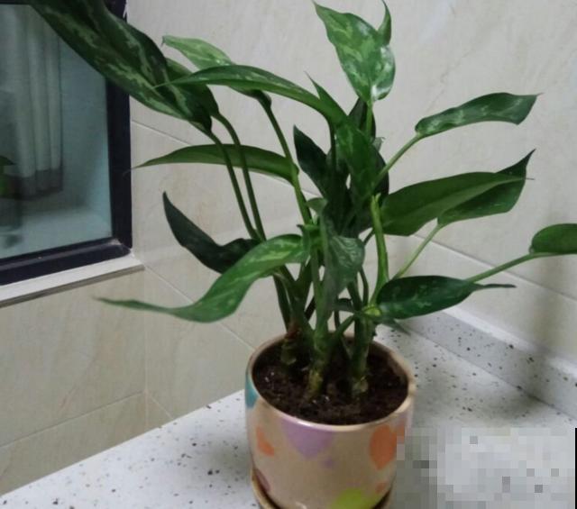 绿植“贵族”银皇后,净化空气超棒,烟友必备! 绿植“贵族”银皇后,净化空气超棒,烟友必备!