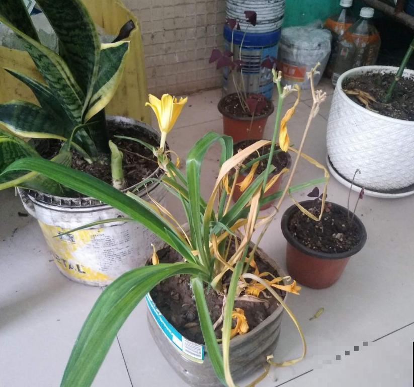 那些被你扔掉的香雪兰种球,栽土里还能活,不看亏大了! 那些被你扔掉的香雪兰种球,栽土里还能活,不看亏大了!