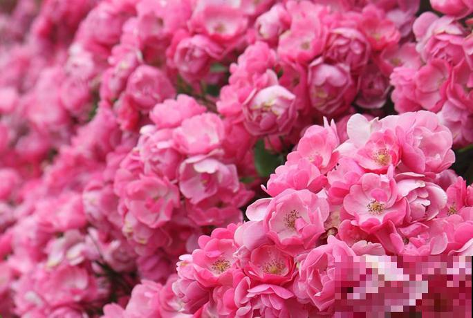 藤本月季,天使安吉拉,一年四季花开满墙! 藤本月季,天使安吉拉,一年四季花开满墙!