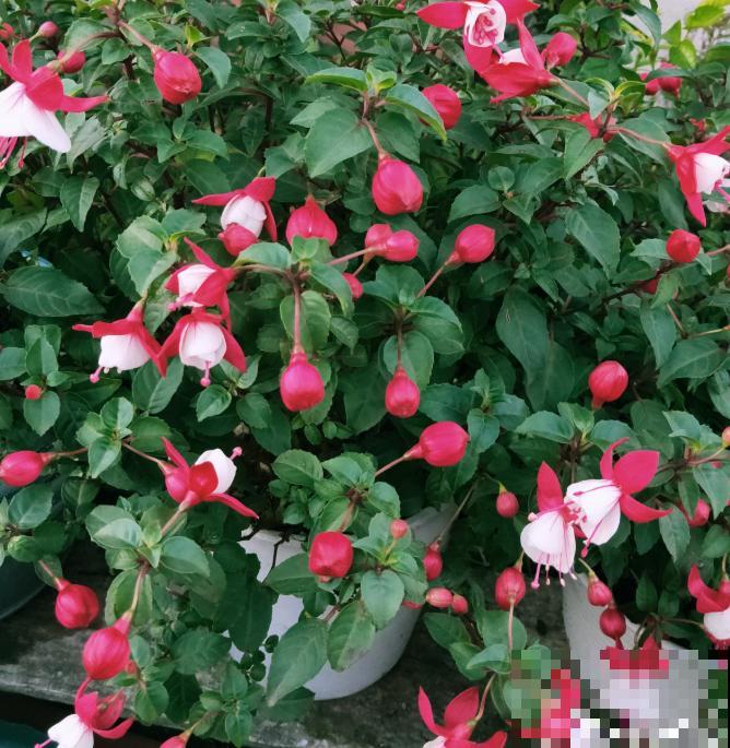 这些花马上就苏醒了,赶紧一瓢水浇透,个子立马蹿一截! 这些花马上就苏醒了,赶紧一瓢水浇透,个子立马蹿一截!