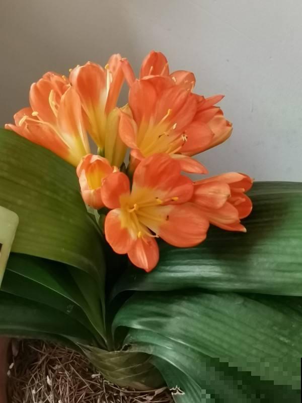 君子兰水太深,新手要摆正心态,学会避坑才能买到好兰 君子兰水太深,新手要摆正心态,学会避坑才能买到好兰