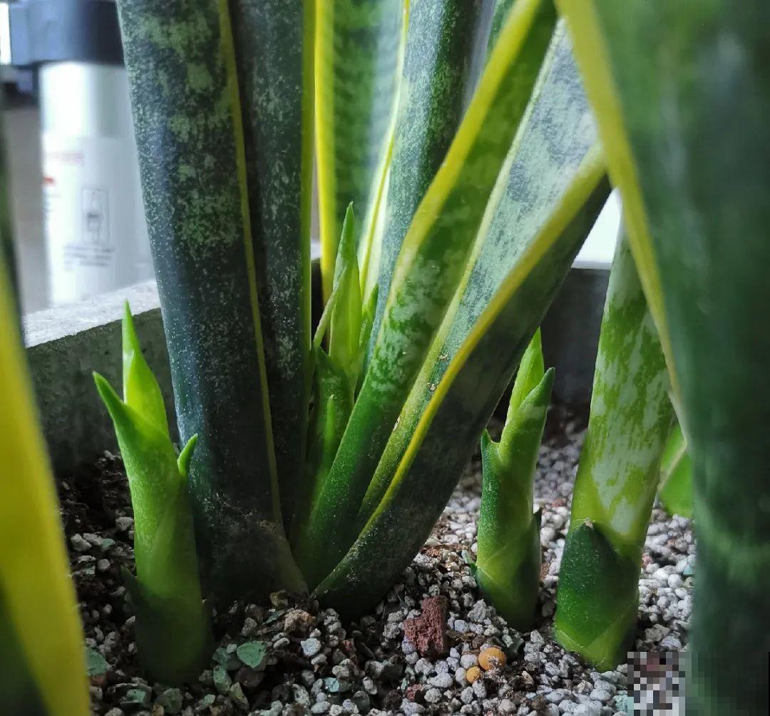 龟背竹是“吸废气”高手，家里放一盆，门窗紧闭也能空气清新！