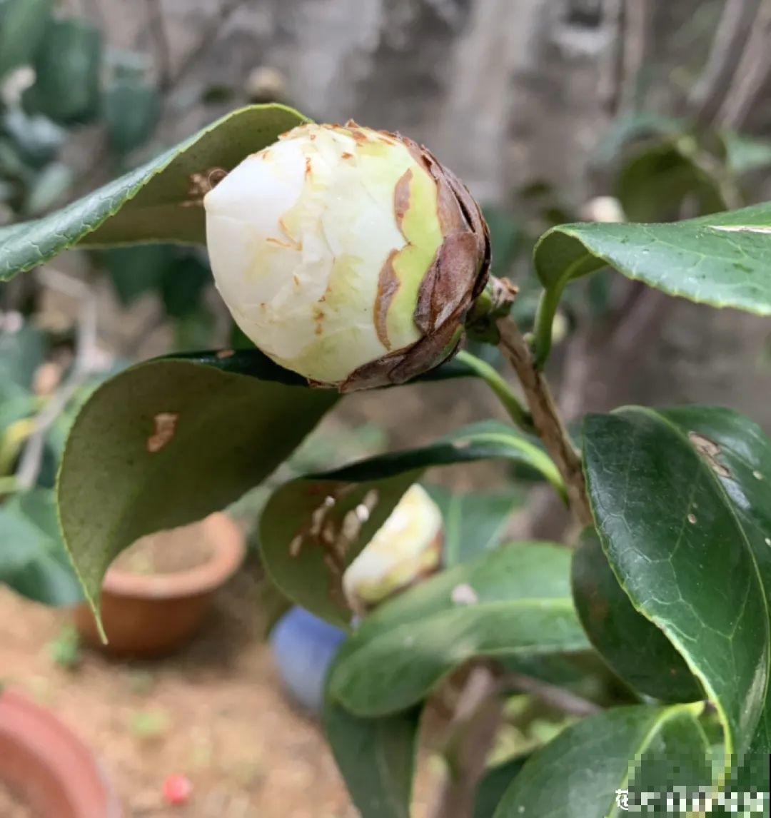 这种花苞要摘掉，不然全都开不了，花还会死！