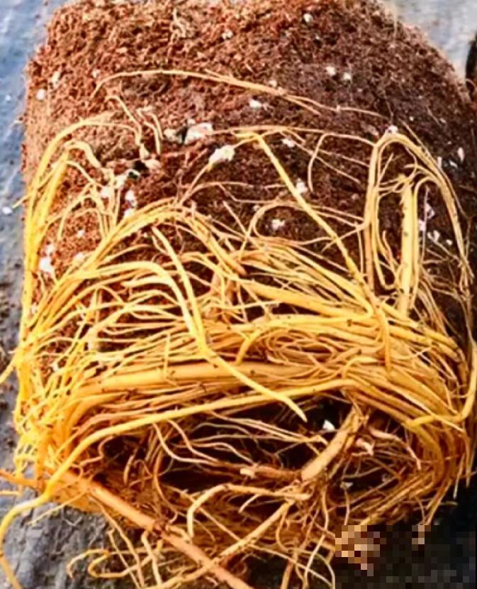 铁线莲容易买到假货，注意看价格，越便宜越有猫腻！