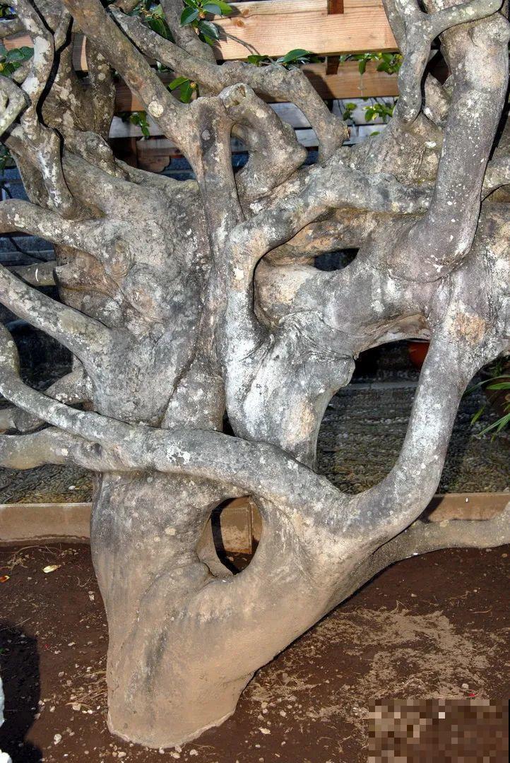 407岁古树，熊孩子玩火烧坏，只剩树皮还能活？