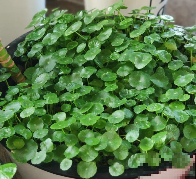 如果你是浇水党，就养这些耐水淹的花，浇多少都没事！