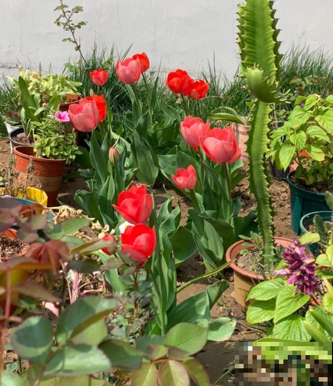 初入花坑,就选这些懒人花,种一次开好几个月! 初入花坑,就选这些懒人花,种一次开好几个月!