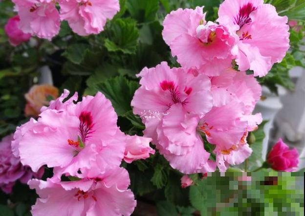 秋天养花就得折腾,修剪换盆施肥,一个工作都不能少! 秋天养花就得折腾,修剪换盆施肥,一个工作都不能少!