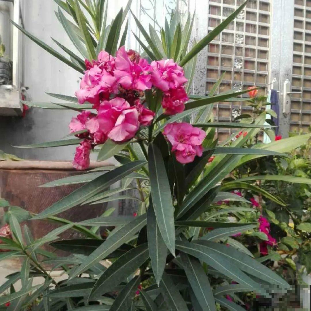 看图猜花名，100道题，测你的养花天分！