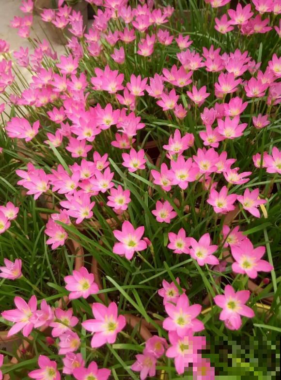 这些花都有一个共同的品种名,买花时,不要搞混了! 这些花都有一个共同的品种名,买花时,不要搞混了!