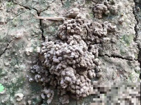 路边不起眼的是宝贝,捡到养花就是宝,养花多年不换盆! 路边不起眼的是宝贝,捡到养花就是宝,养花多年不换盆!