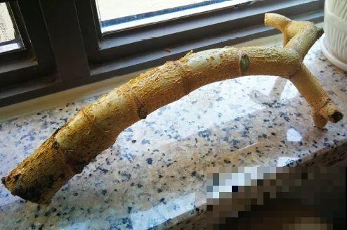 这花拔起来没有根,赶紧换盆,不然活不过俩月! 这花拔起来没有根,赶紧换盆,不然活不过俩月!