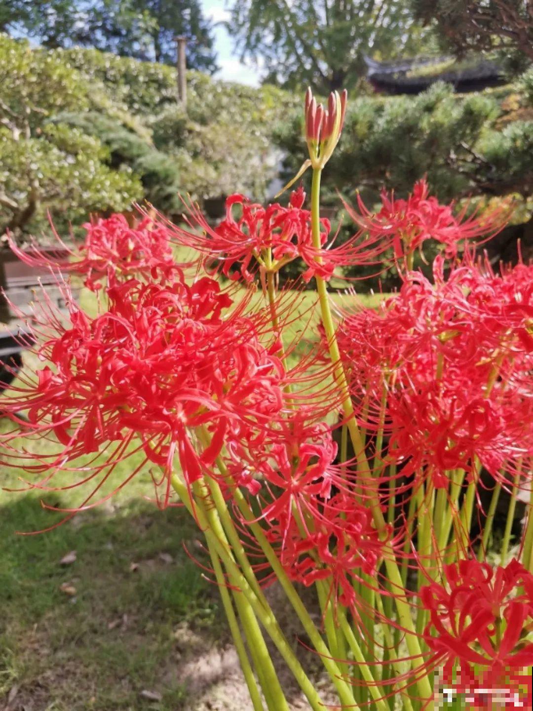 9月生日花，又美又香，寓意极好！