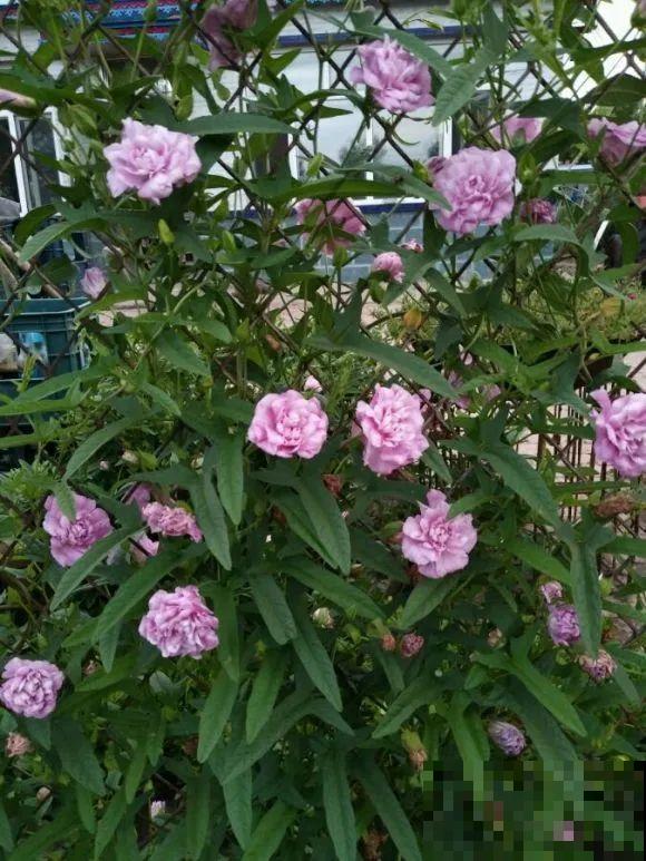 养花界的小强,用脚踩都死不了,根本不敢种院里! 养花界的小强,用脚踩都死不了,根本不敢种院里!