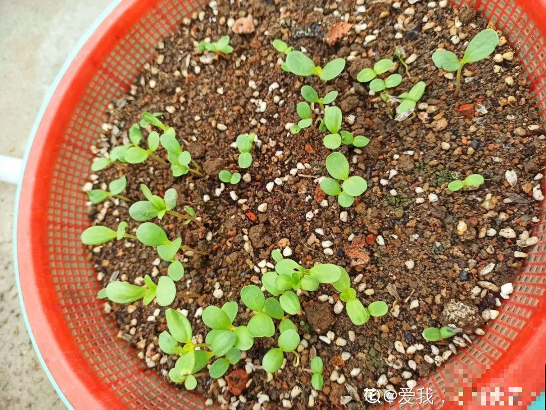 一次性的花，秋天开完就扔了，别浪费时间！