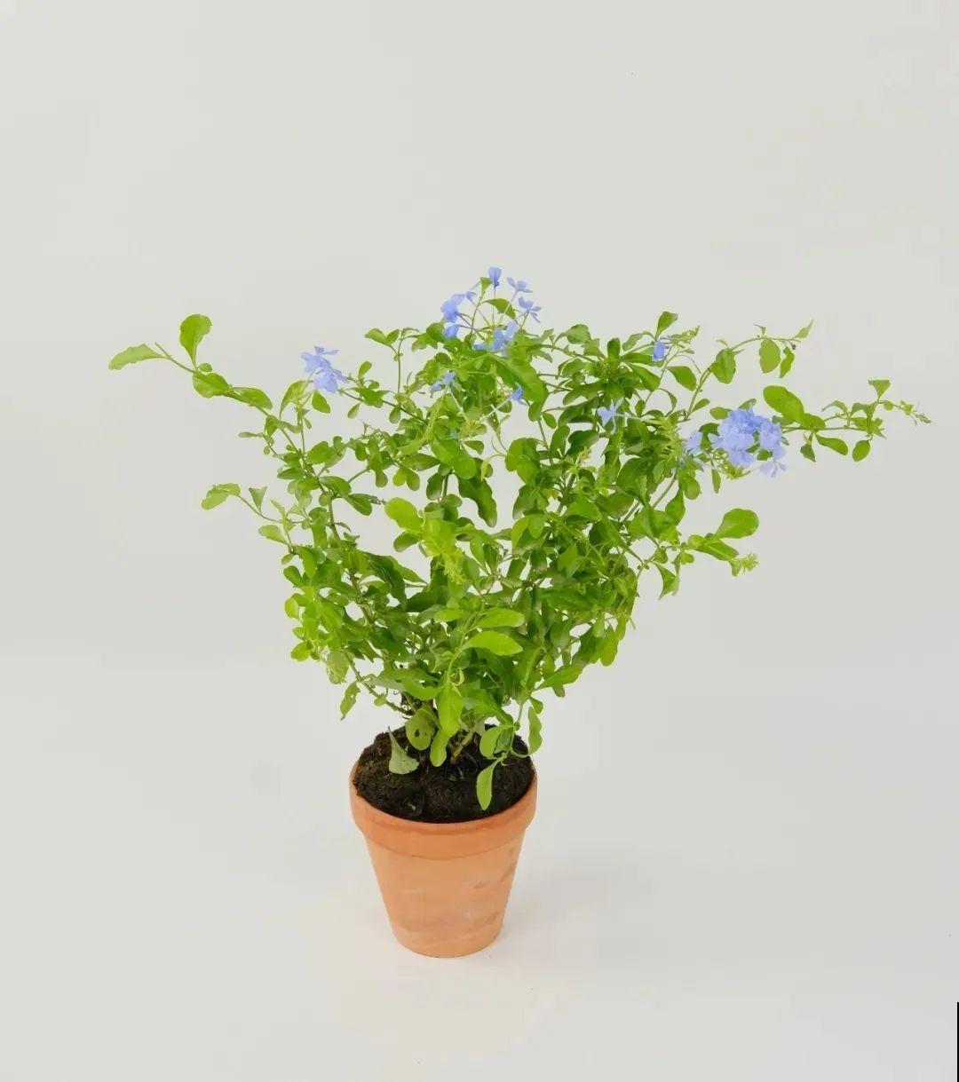 夏天的耐晒开花机器，越热开花越多，家里有一棵就够了！