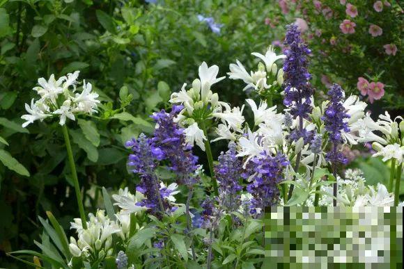 秋天的院子,养点喜欢的花,乐得自在 秋天的院子,养点喜欢的花,乐得自在