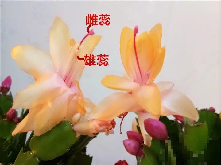 养花怎么才能人工授粉?一根小棉棒,就能解决问题! 养花怎么才能人工授粉?一根小棉棒,就能解决问题!