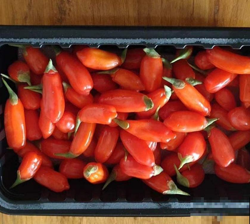 枸杞特好养,种子一埋,小红果挂满枝头! 枸杞特好养,种子一埋,小红果挂满枝头!