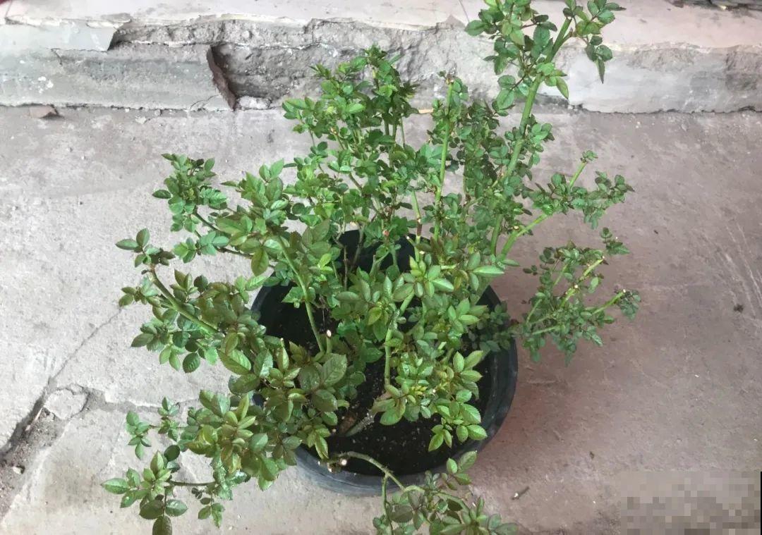 花堆成山,捡到手软,大麻袋都装不下了! 花堆成山,捡到手软,大麻袋都装不下了!